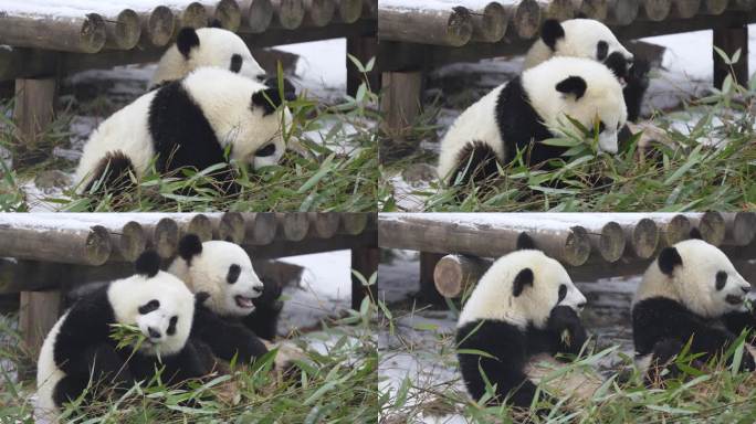 雪中的幼年大熊猫