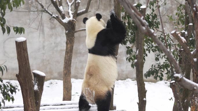 雪中的秦岭大熊猫