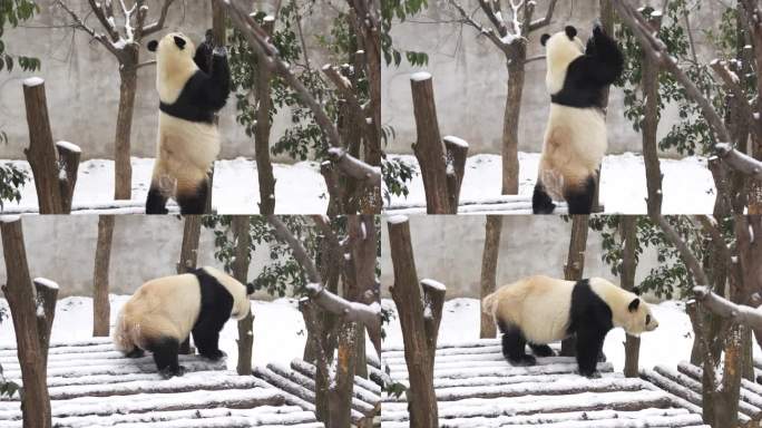 雪中的秦岭大熊猫