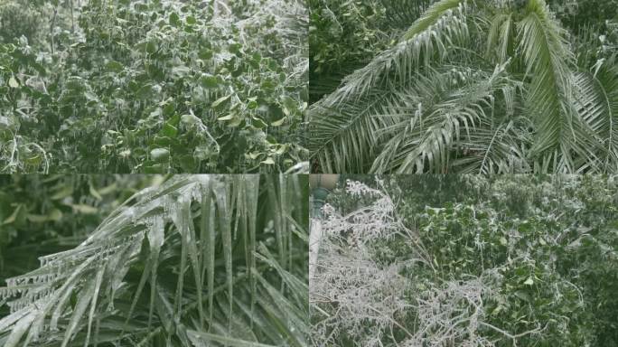 冻雨树叶棕榈树瀑布冰晶