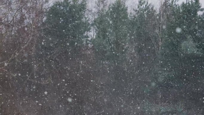 大风期间的暴风雪山区森林冬季降雪极端天气条件。公园里有大雪，下着大片的雪，暴风雪，暴风雪。