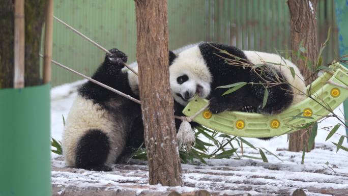 雪中的幼年大熊猫