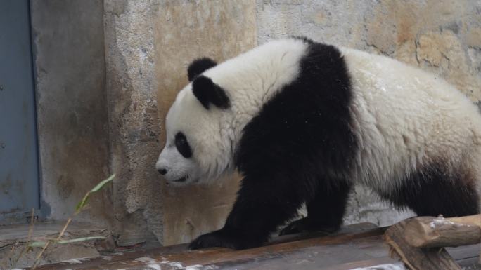 雪中的幼年大熊猫