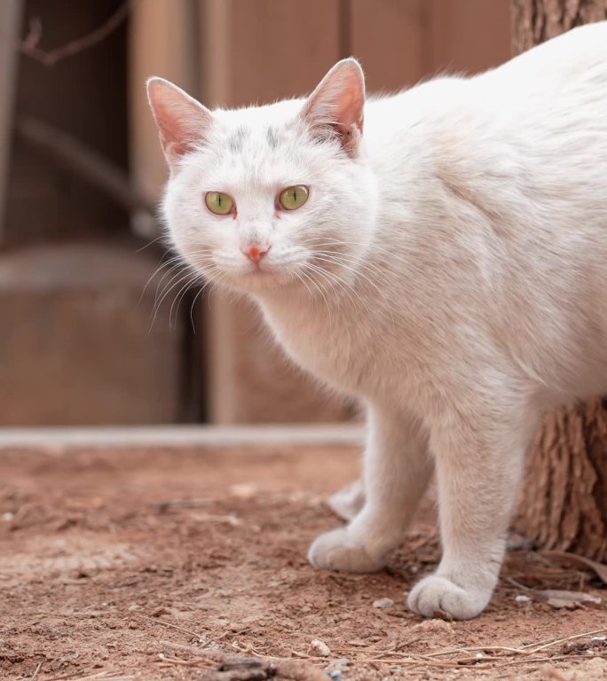 流浪猫 竖屏