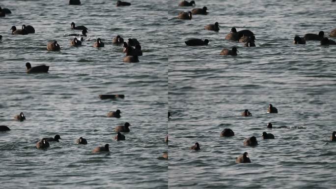 白骨顶鸡水鸟白骨顶鸡在湖中游水