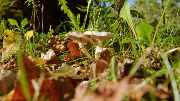 美丽的自然镜头野生蘑菇在树林里在阳光明媚的日子