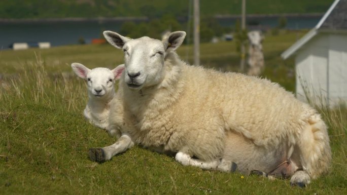 特写，肖像:风吹皱了一只休息的母羊和她的小羊毛茸茸的白色皮毛