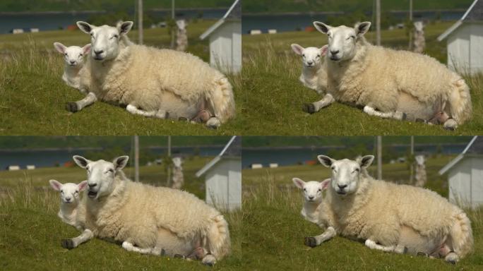 特写，肖像:风吹皱了一只休息的母羊和她的小羊毛茸茸的白色皮毛