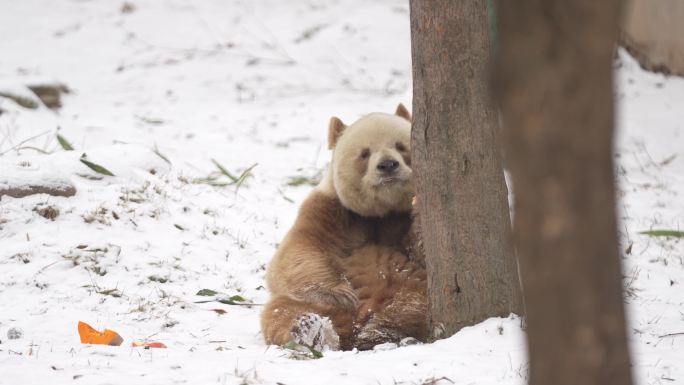 雪中的大熊猫七仔