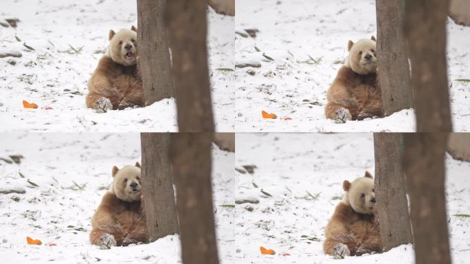 雪中的大熊猫七仔