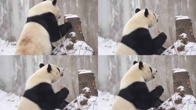 雪中的秦岭大熊猫