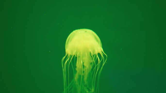 水族馆水母合集