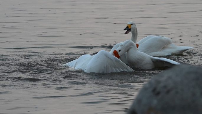鹅白鹅大白鹅家禽鹅群在湖面戏水