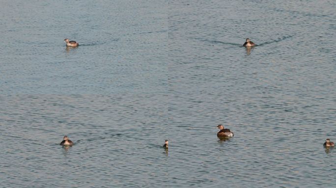 小鸊鷉水鸟鸊鷉在水中游