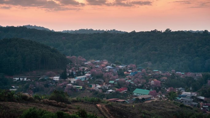 班戎克拉的野生喜马拉雅樱花盛开的泰国部落村庄日落的观点