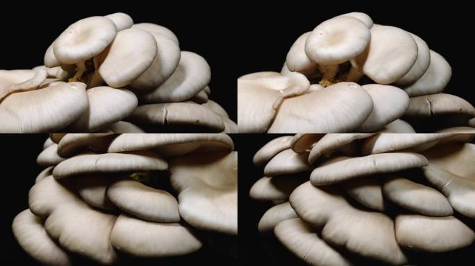 新鲜蘑菇平菇