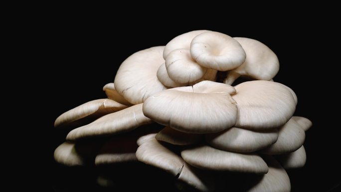 新鲜蘑菇高清