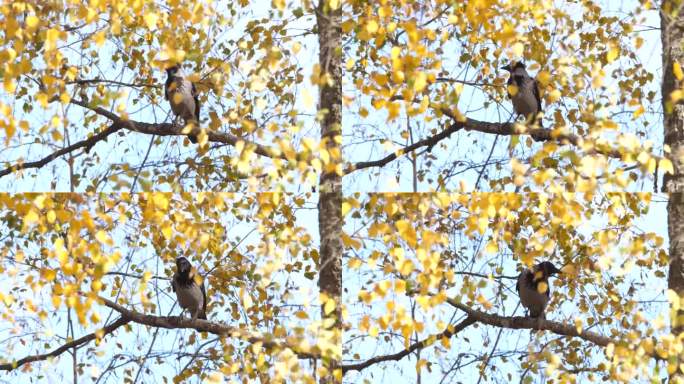 戴兜帽的乌鸦在树上