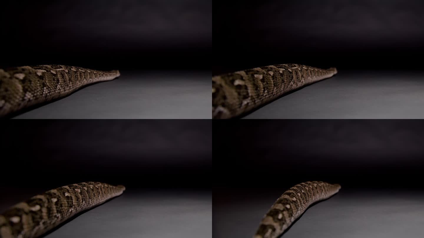 卷腹蝰蛇从自然纪录片的镜头中溜走