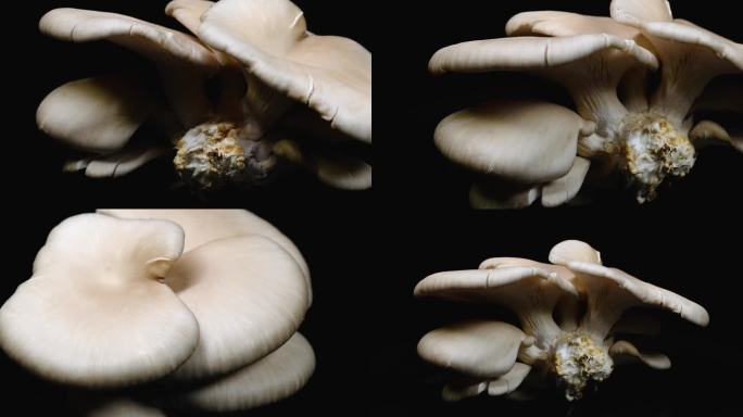 新鲜蘑菇单只