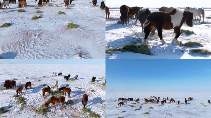 冬季草原上马群吃草