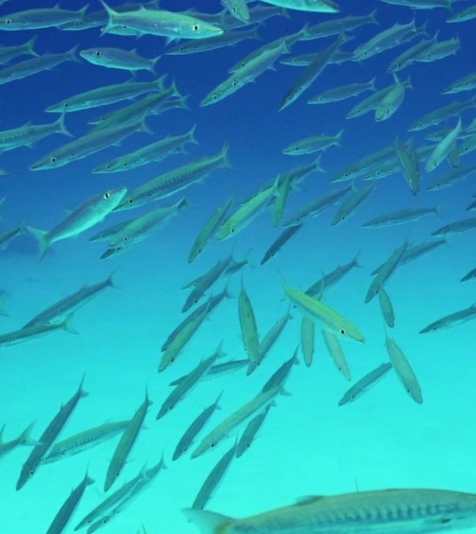 许多梭鱼在蓝色的水中深度游泳，慢动作