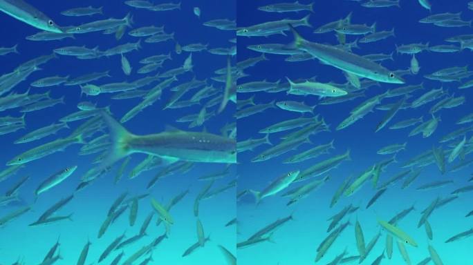 许多梭鱼在蓝色的水中深度游泳，慢动作