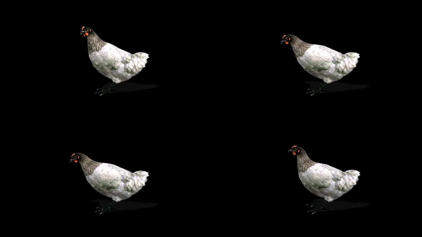 4k透明通道 动物 鸡4