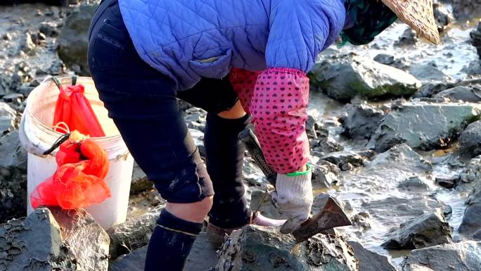 海边低潮期滩涂上挖海蛎的人合集