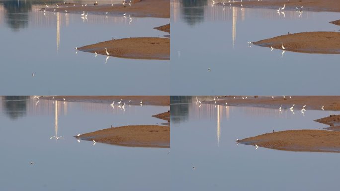 清晨海湾沙洲水边成群结队休憩觅食的白鹭