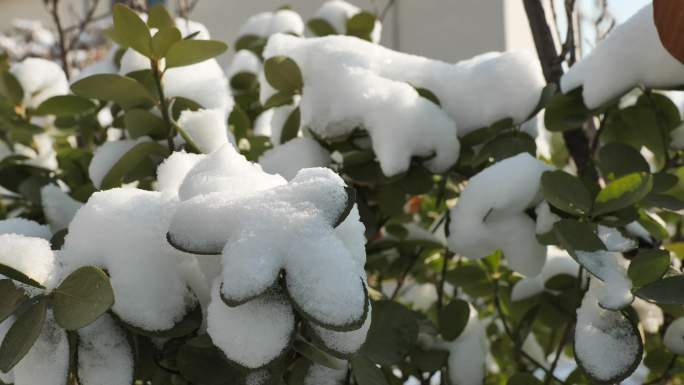 下雪的季节