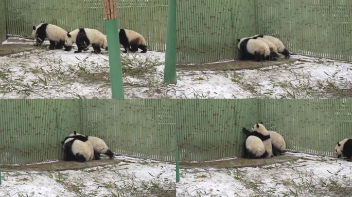 雪中的幼年大熊猫