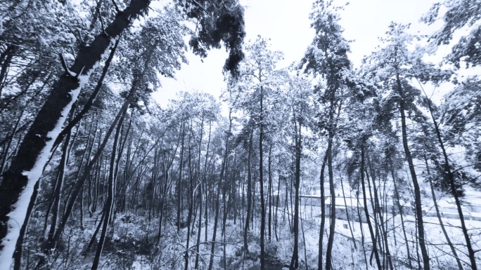 穿越松林雪景