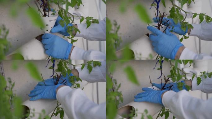 农学家或科学家在水培塑料管系统中种植植物