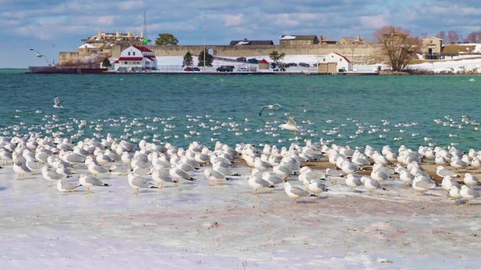 一群海鸥在尼亚加拉湖畔的冰面上休息，背景是尼亚加拉老堡的历史建筑