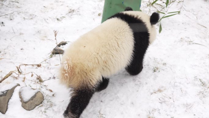 雪中的幼年大熊猫