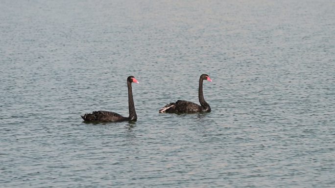 黑天鹅白天鹅一群天鹅在湖中游水