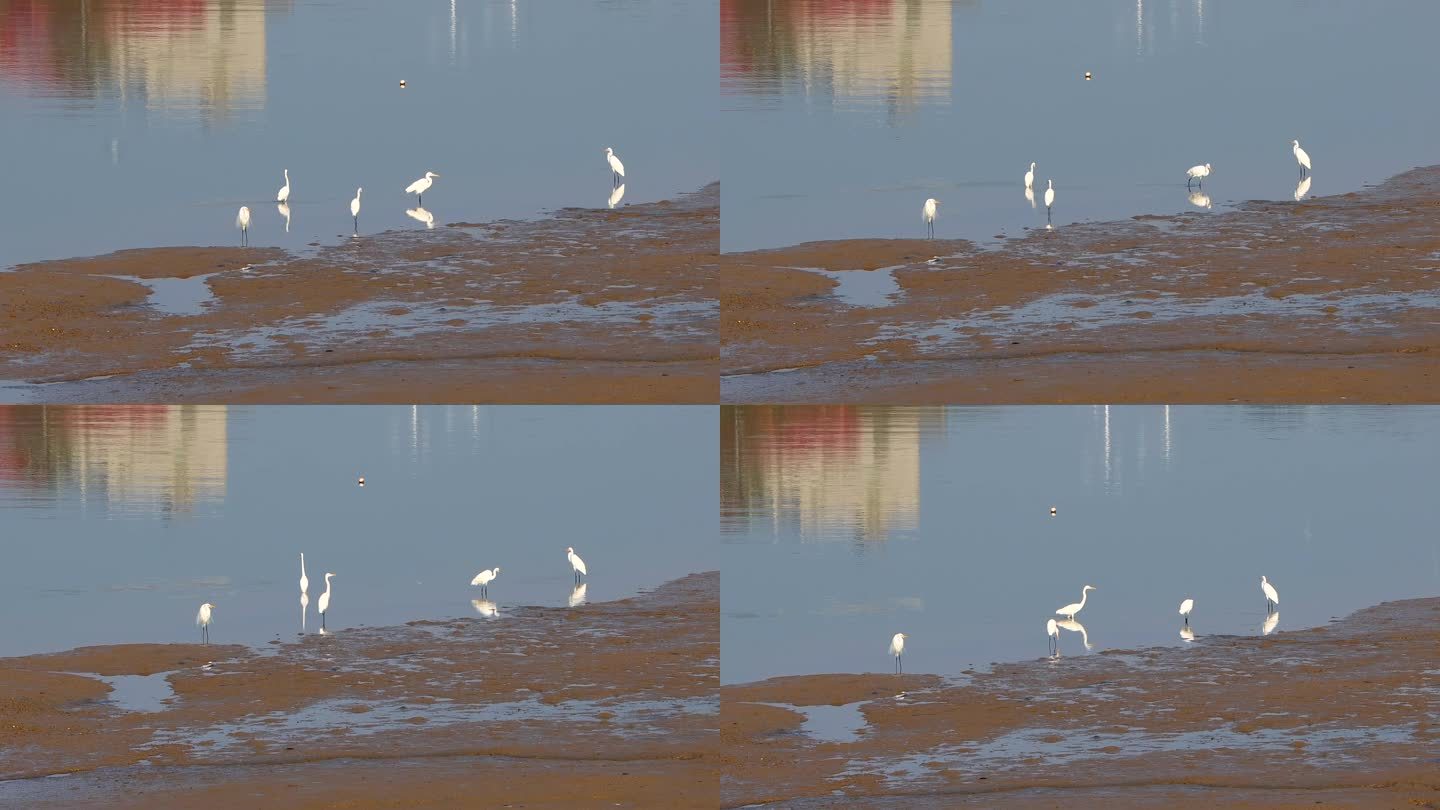 清晨海湾沙洲水边几只休憩觅食的白鹭