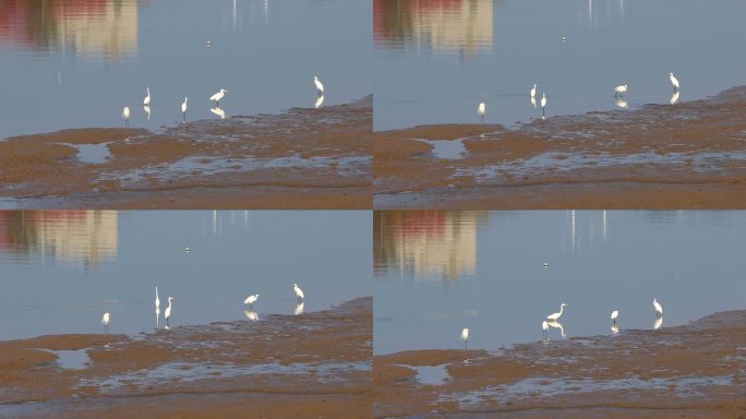 清晨海湾沙洲水边几只休憩觅食的白鹭
