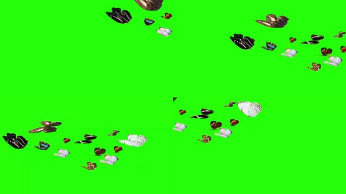 一群蝴蝶在绿色的屏幕上飞舞，环境自然的动画元素