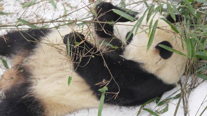 雪中的秦岭大熊猫