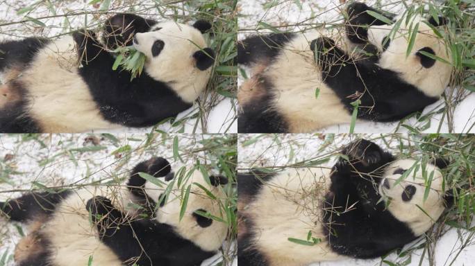 雪中的秦岭大熊猫