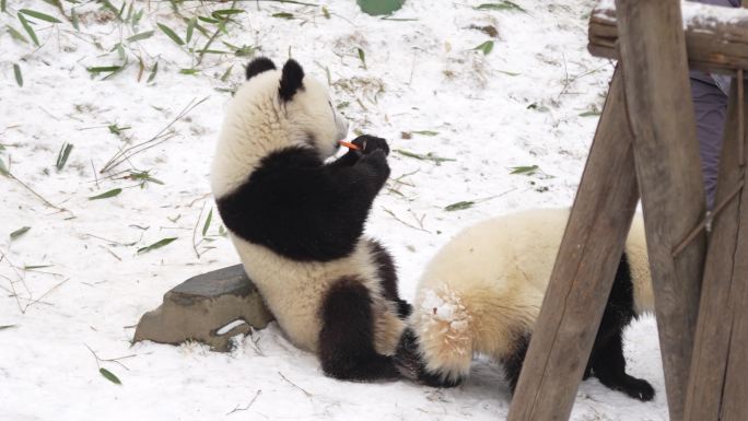 雪中的幼年大熊猫