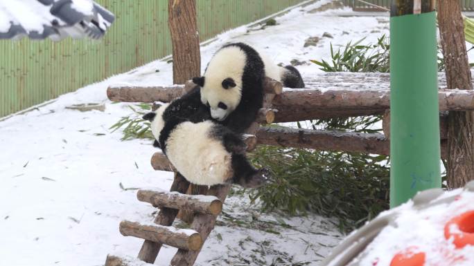 雪中的幼年大熊猫