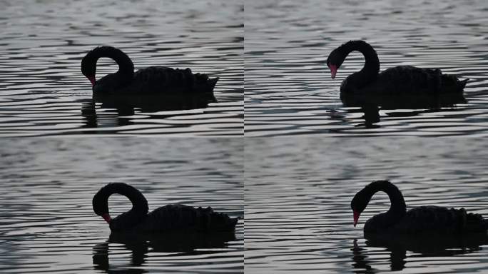 黑天鹅白天鹅一群天鹅在湖中游水