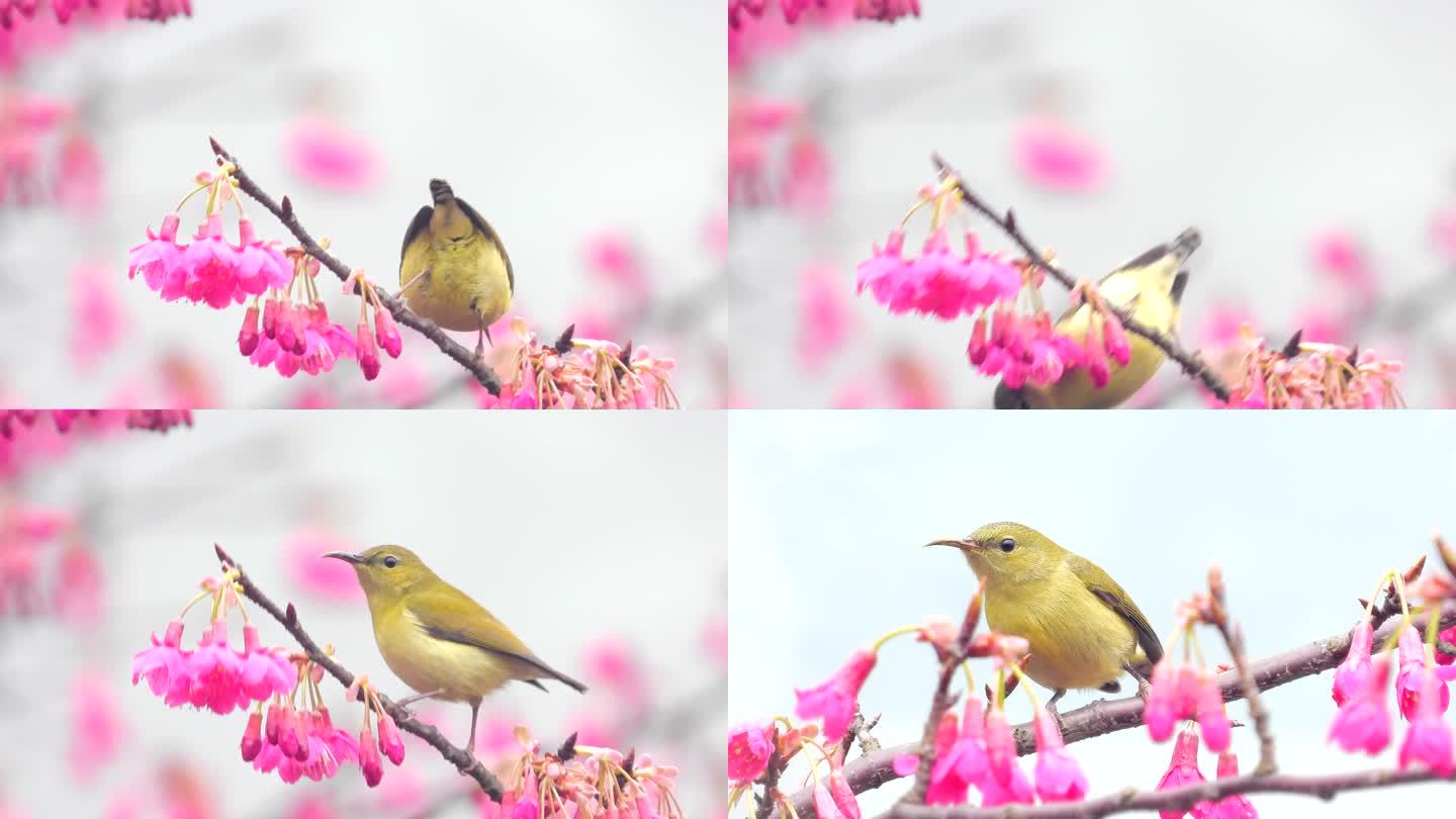 漂亮的叉尾太阳鸟，太阳鸟吃樱花花蜜