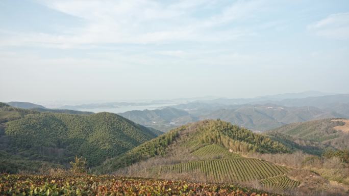 山顶高山茶树绿树植物风景空镜运镜