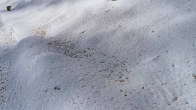 雪地上的印记