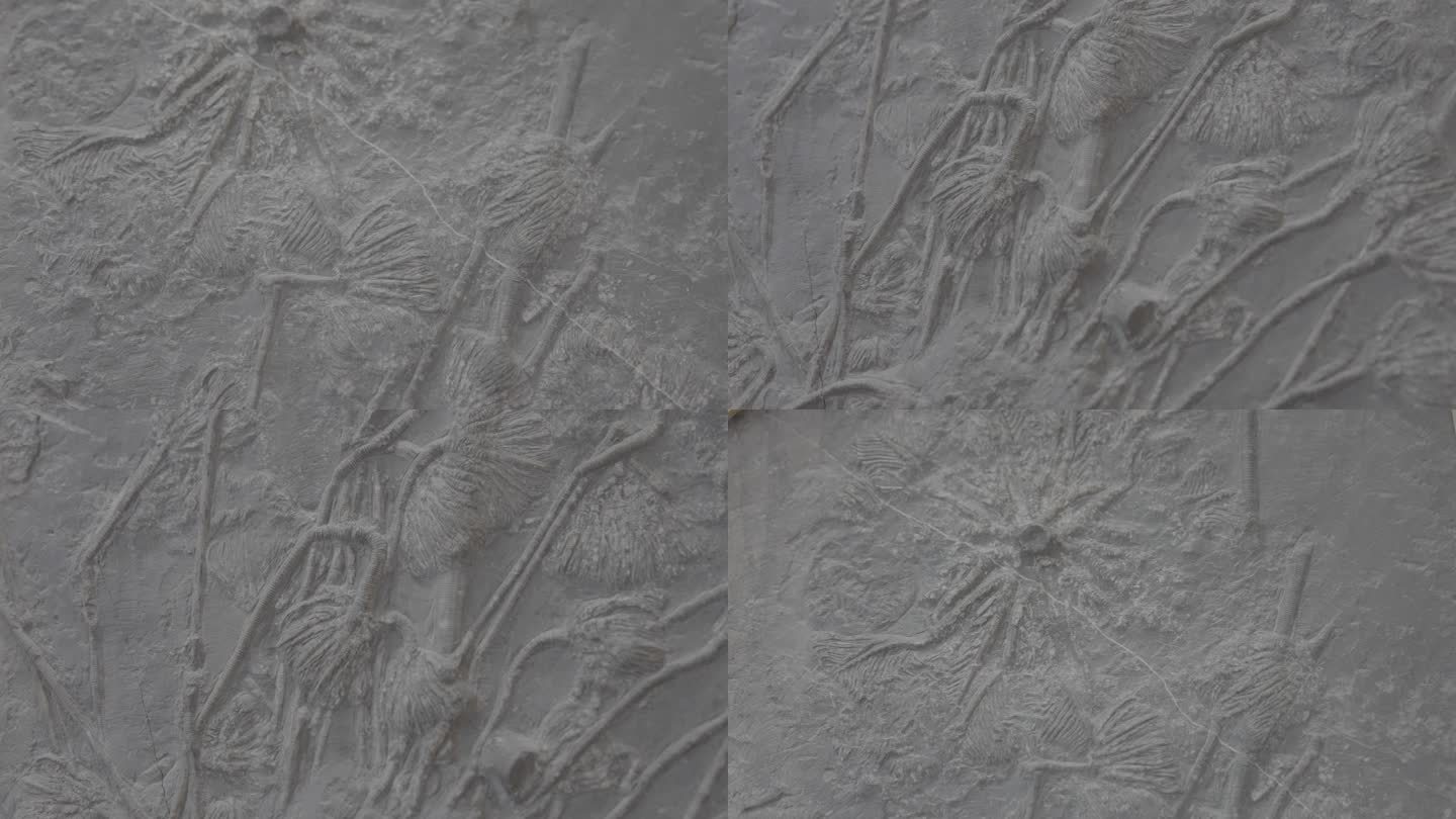 植物化石灰片