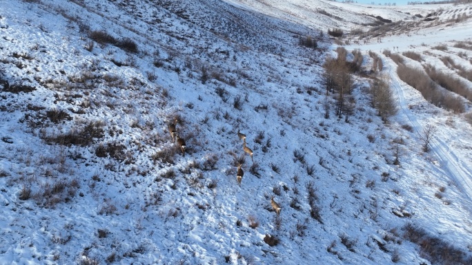 雪原山坡奔跑的狍子